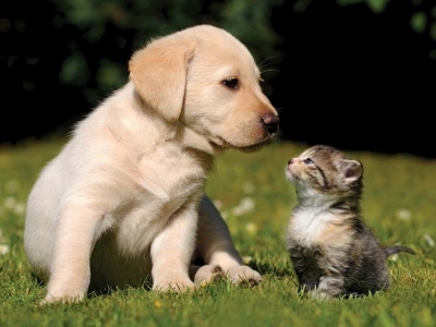 Dog vs Cat Size 