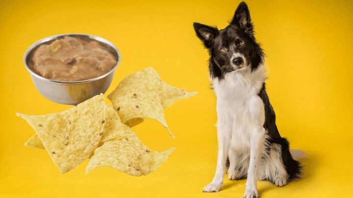 Can Dogs Eat Tortilla Chips