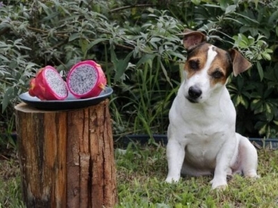 Dragon Fruit Benefits to Dogs 