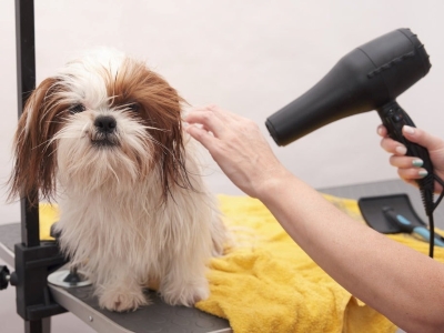 dog after bath 