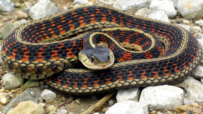 Garter Snake