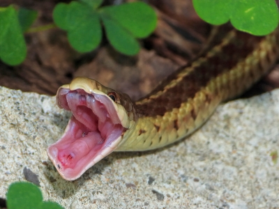Garter Snake Bite