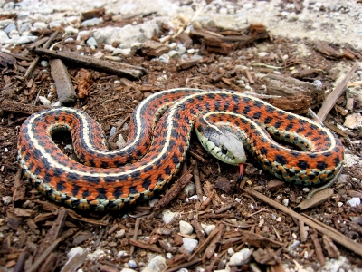 Garter Snakes