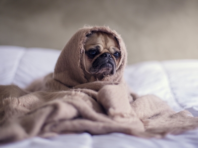 Generalized anxiety disorder in Dogs