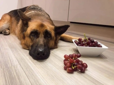 Grapes can kill a Dog