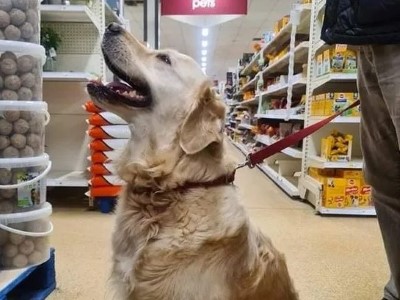 Dog in Home depot