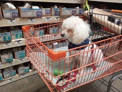 Dog Shopping 