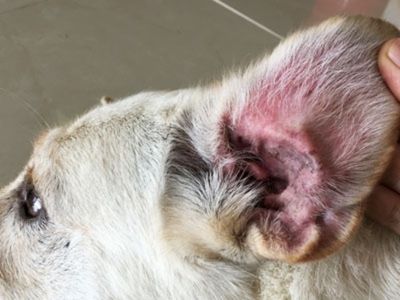 Inner Ear Infections in Dogs