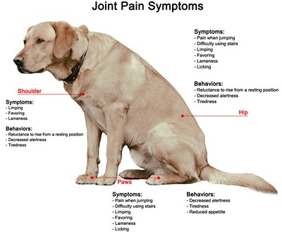 Joint Problems in Dogs