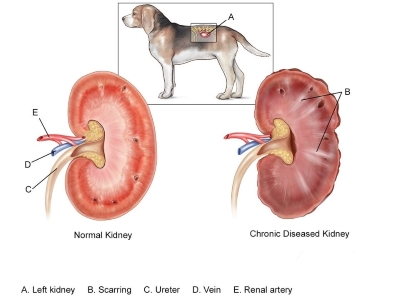 Kidney problems in Dogs 