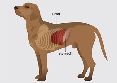 Liver Problem in Dogs 