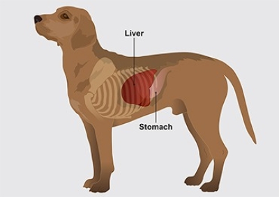 Liver problems in Dogs 