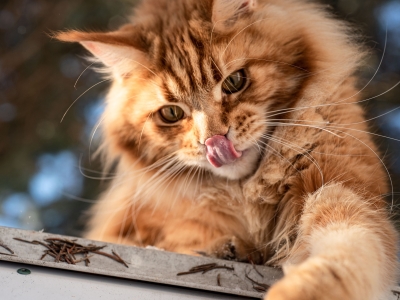 Maine Coon