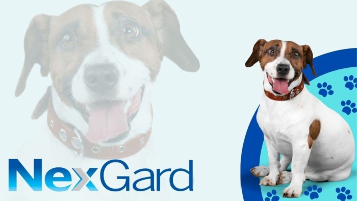 Nexgard for Dogs