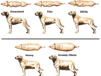 Nutritional Deficiencies in Dogs