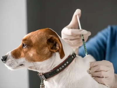 Dog Rabies Vaccine