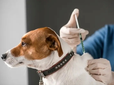 Dog Rabies Vaccine Dog Rabies Vaccine