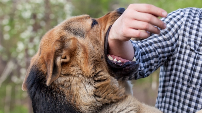 Rabies in Dogs