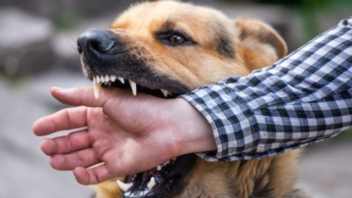 Rabies in Dogs