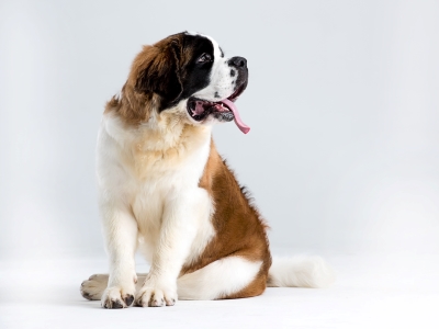 Saint Bernard