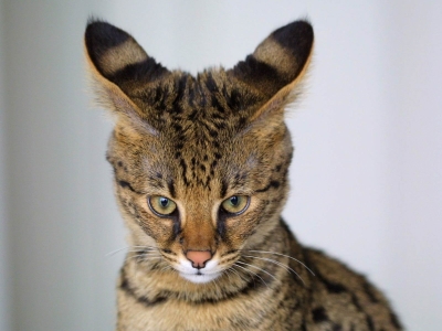 Savannah Cat 