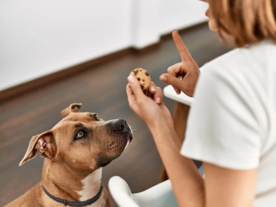 Dog Training Dog Training