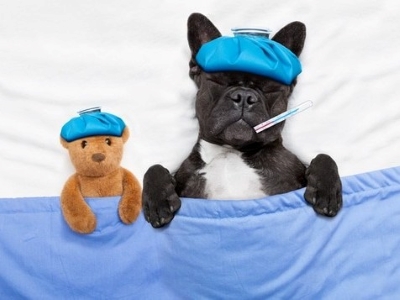 Sick Dog Sick Dog
