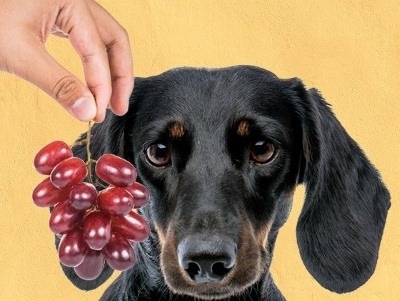 Toxic food for Dog 