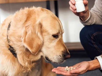 Tylenol for Dogs