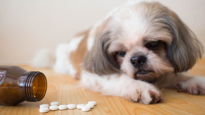 Tylenol for Dogs