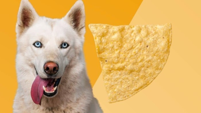 can dogs eat tortilla chips