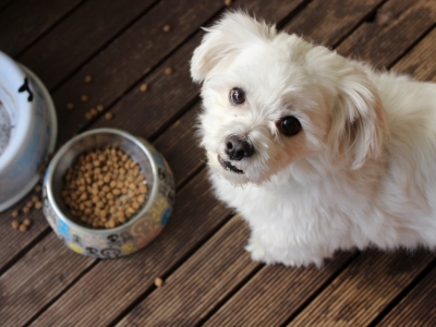 xanthan gum in dog food