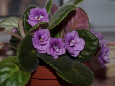 African Violet (Saintpaulia)