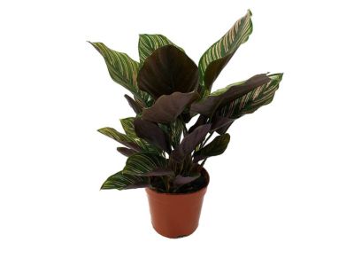 Calathea (Calathea spp.)