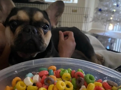 Can Dogs Eat Froot Loops