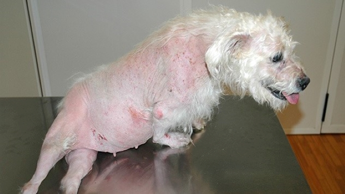 Cushing’s Disease in Dogs Cushing’s Disease in Dogs