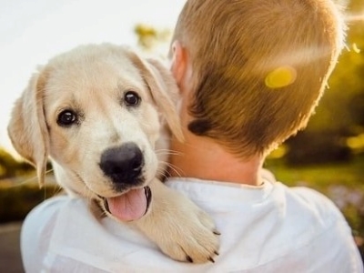 Dog Care Dog Care