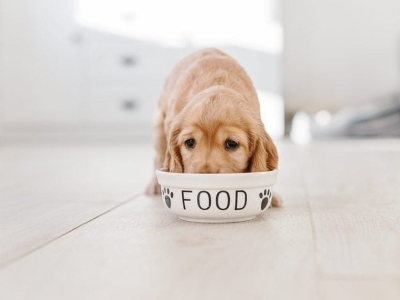 Dog Friendly Diet 
