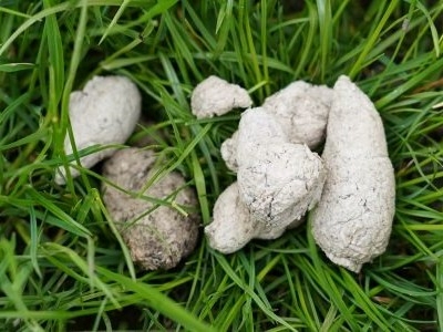 Dog White Poop Dog White Poop