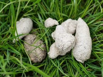 Dog White Poop