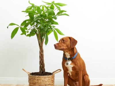 Dog With Money Tree Plant