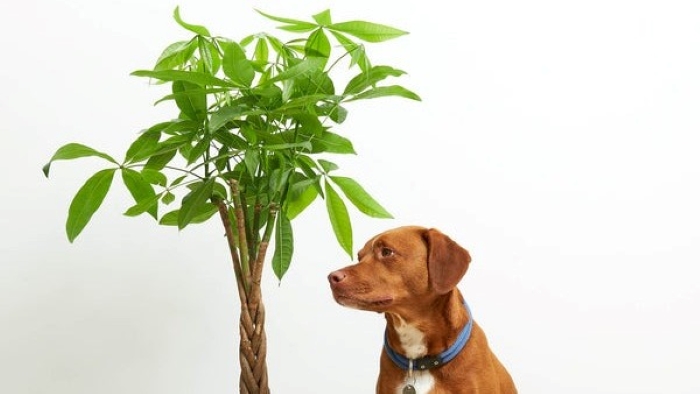 Dog with Money Tree Plant 