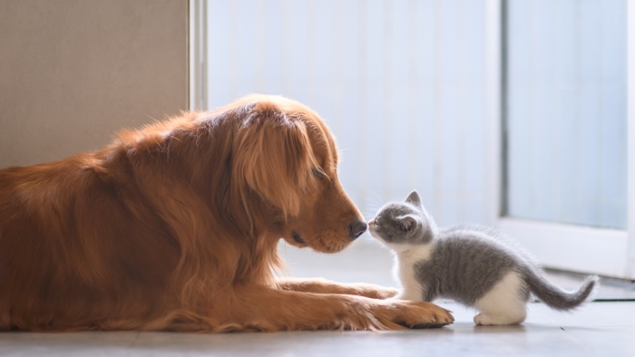 Dog vs Cat