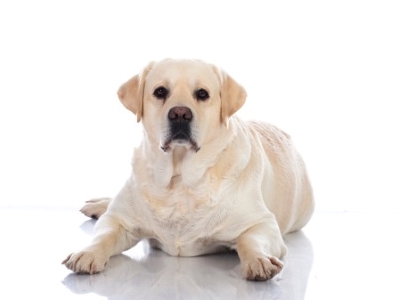 Fat Dog Fat Dog