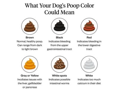 Healthy Dog Poop 