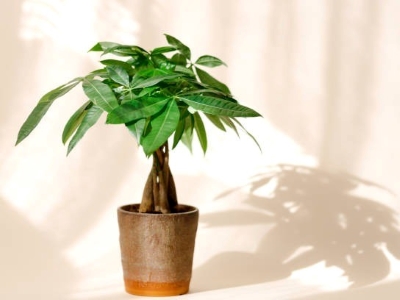 Money Tree Plant 