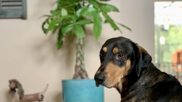 Dog with Money Tree Plant