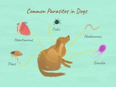 Parasites Infection Parasites Infection