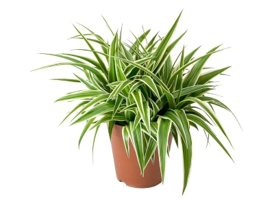 Spider Plant (Chlorophytum comosum)