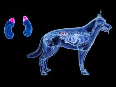 Cushing Disease in Dogs 